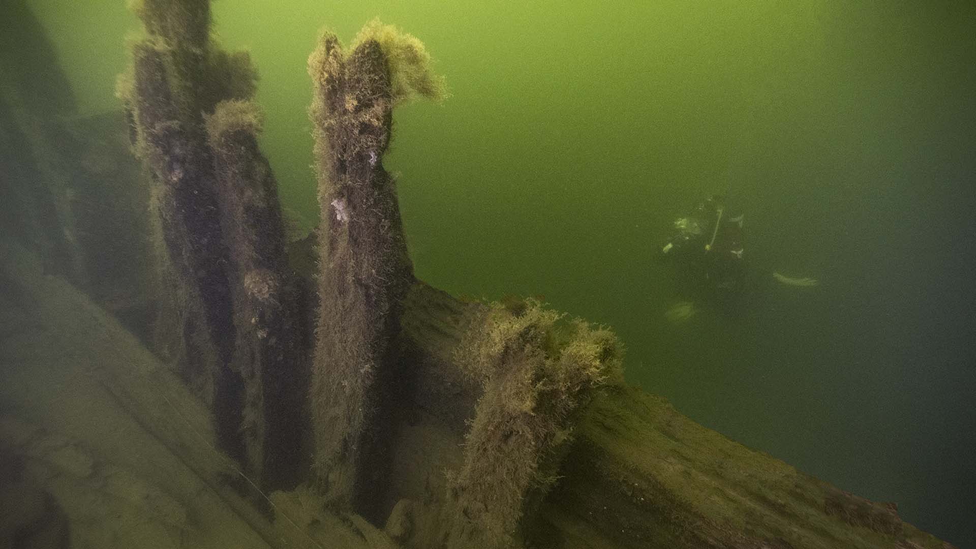 En dykare undersöker ett vrak övervuxet av sjögräs. 