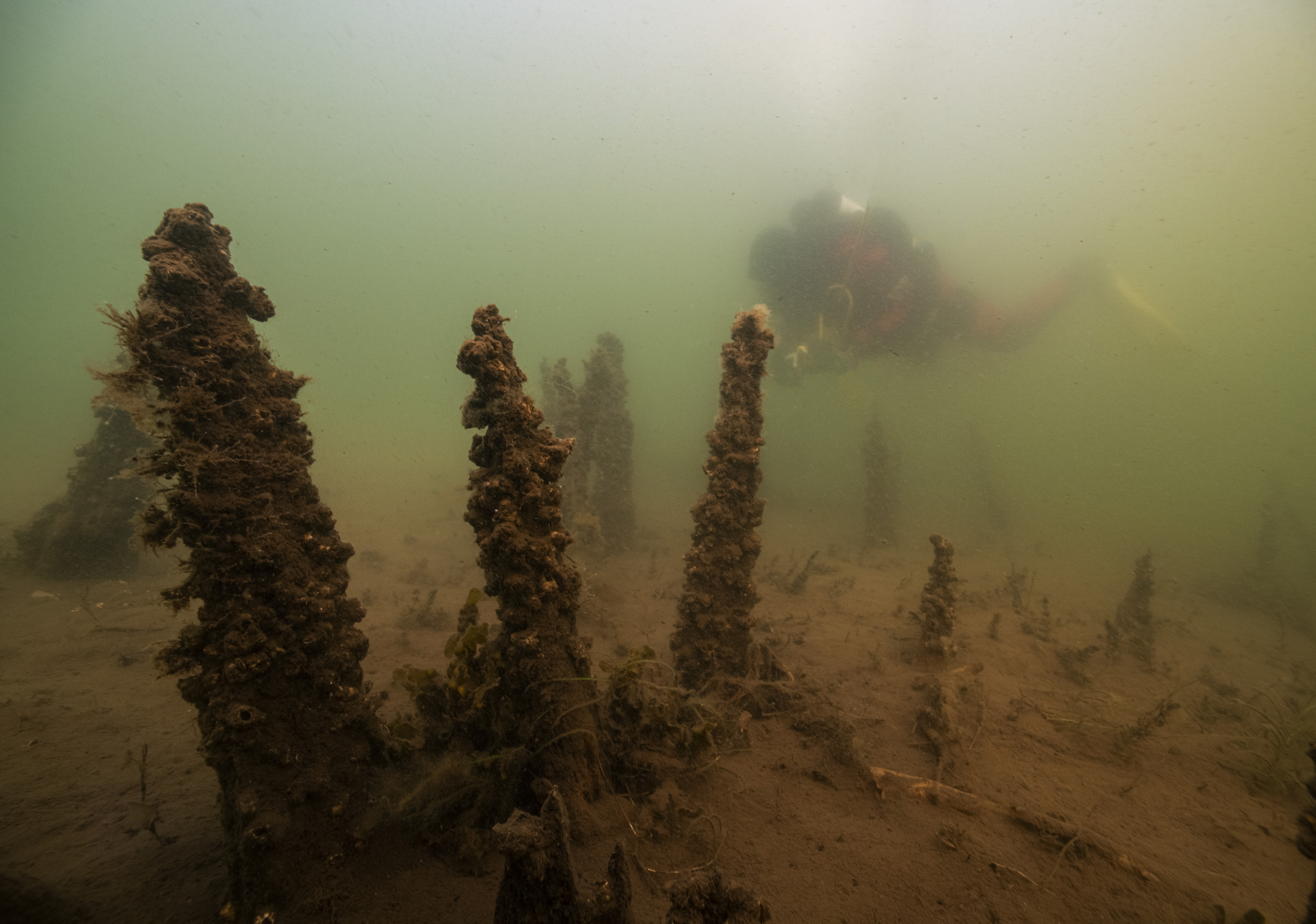 Eroderade pålar med med marinarkeolog i bakgrunden