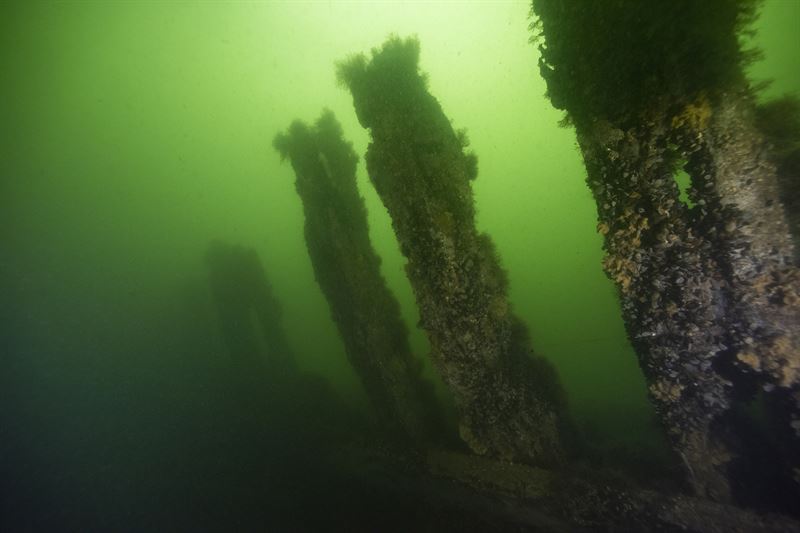 Skrov