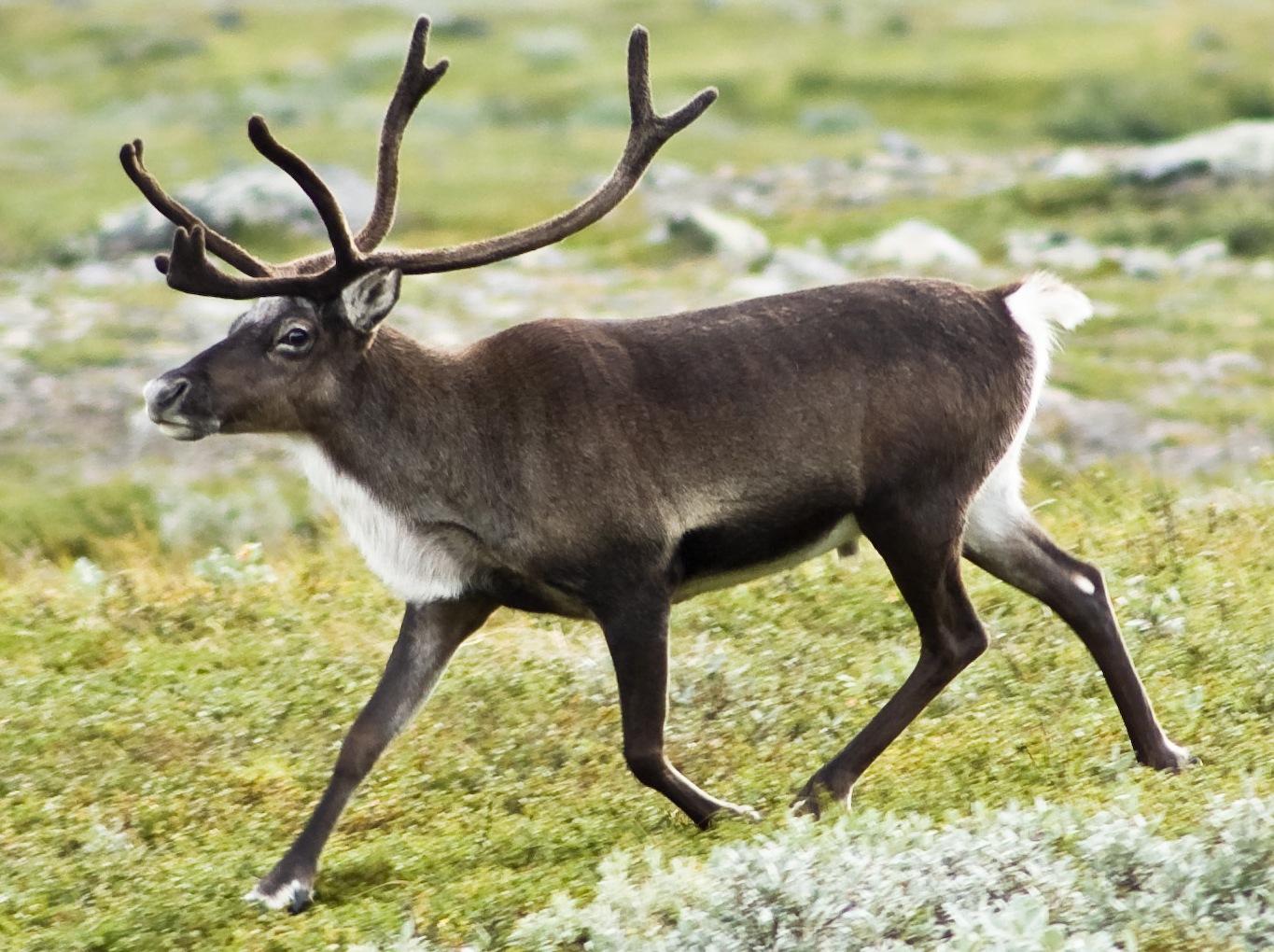 20070818-0001_strolling_reindeer.jpg