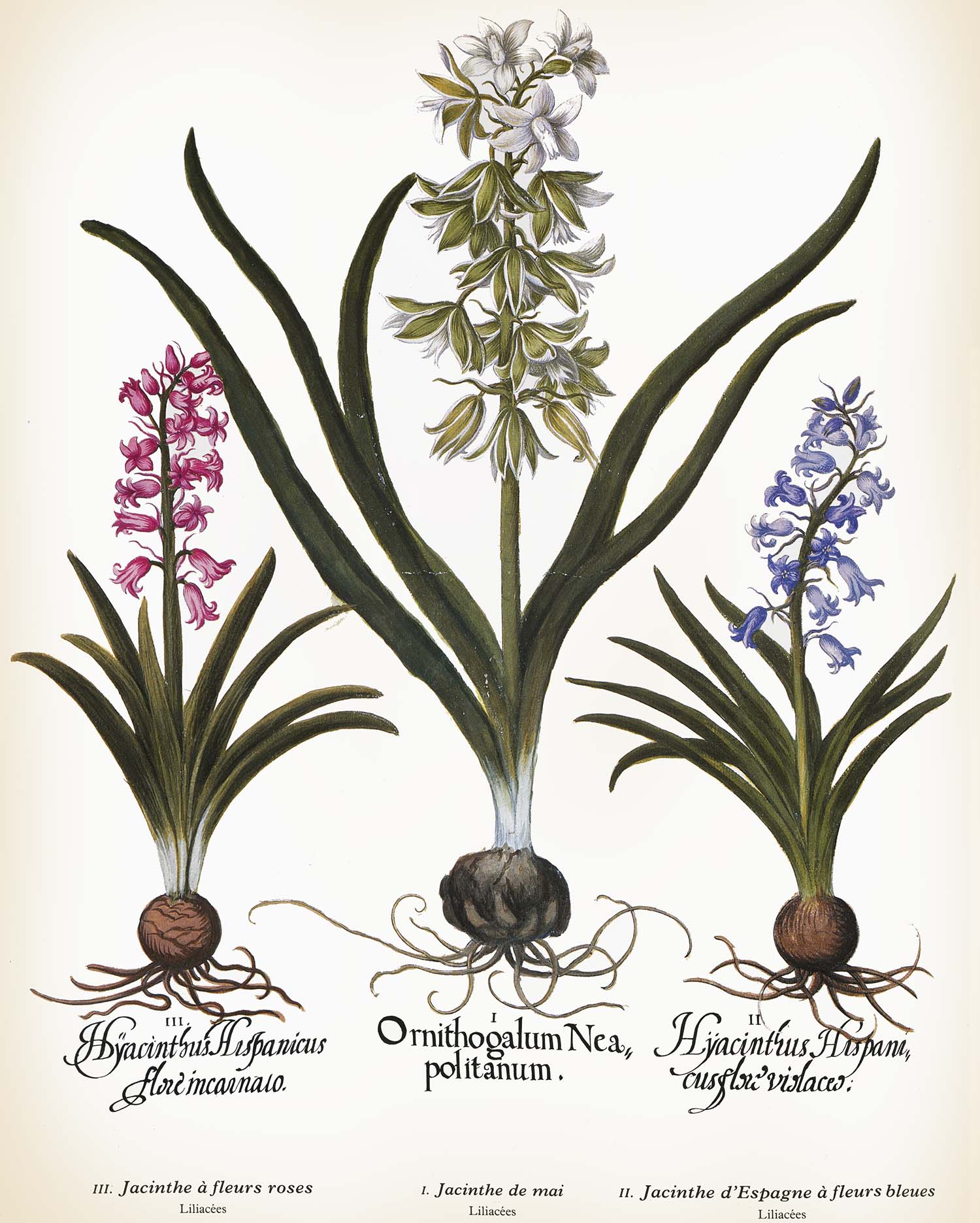 BLOMSTERLÖKAR-1.jpg