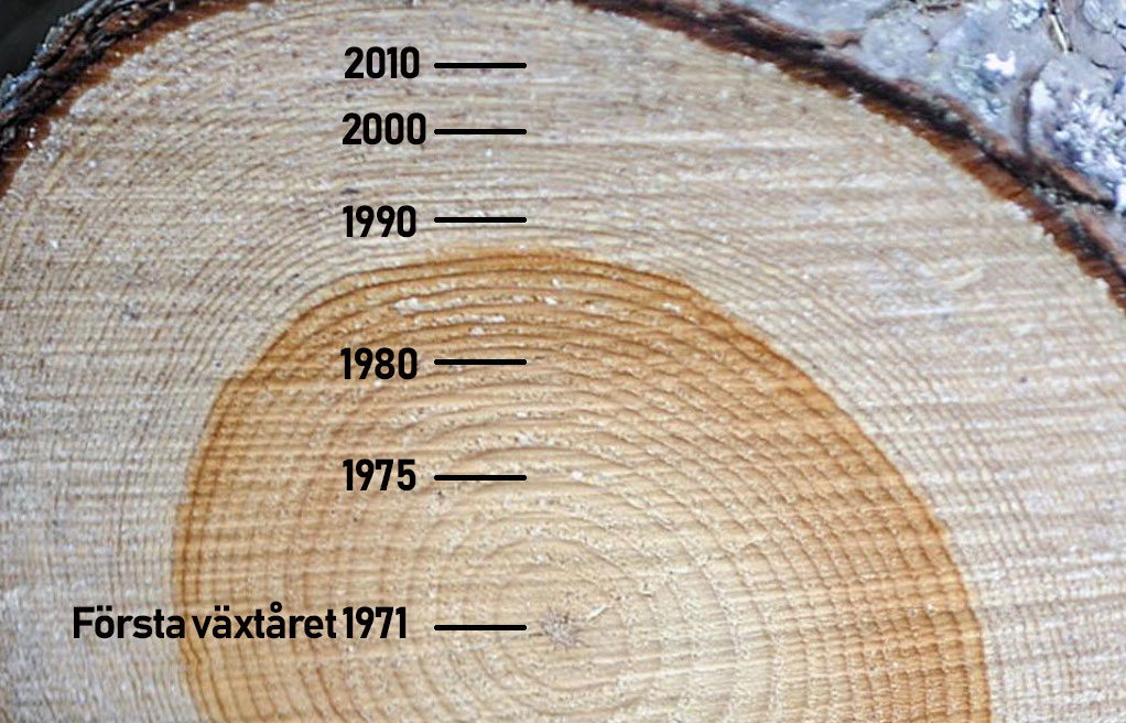Dendrokronologi_Cecilia_version2.jpg