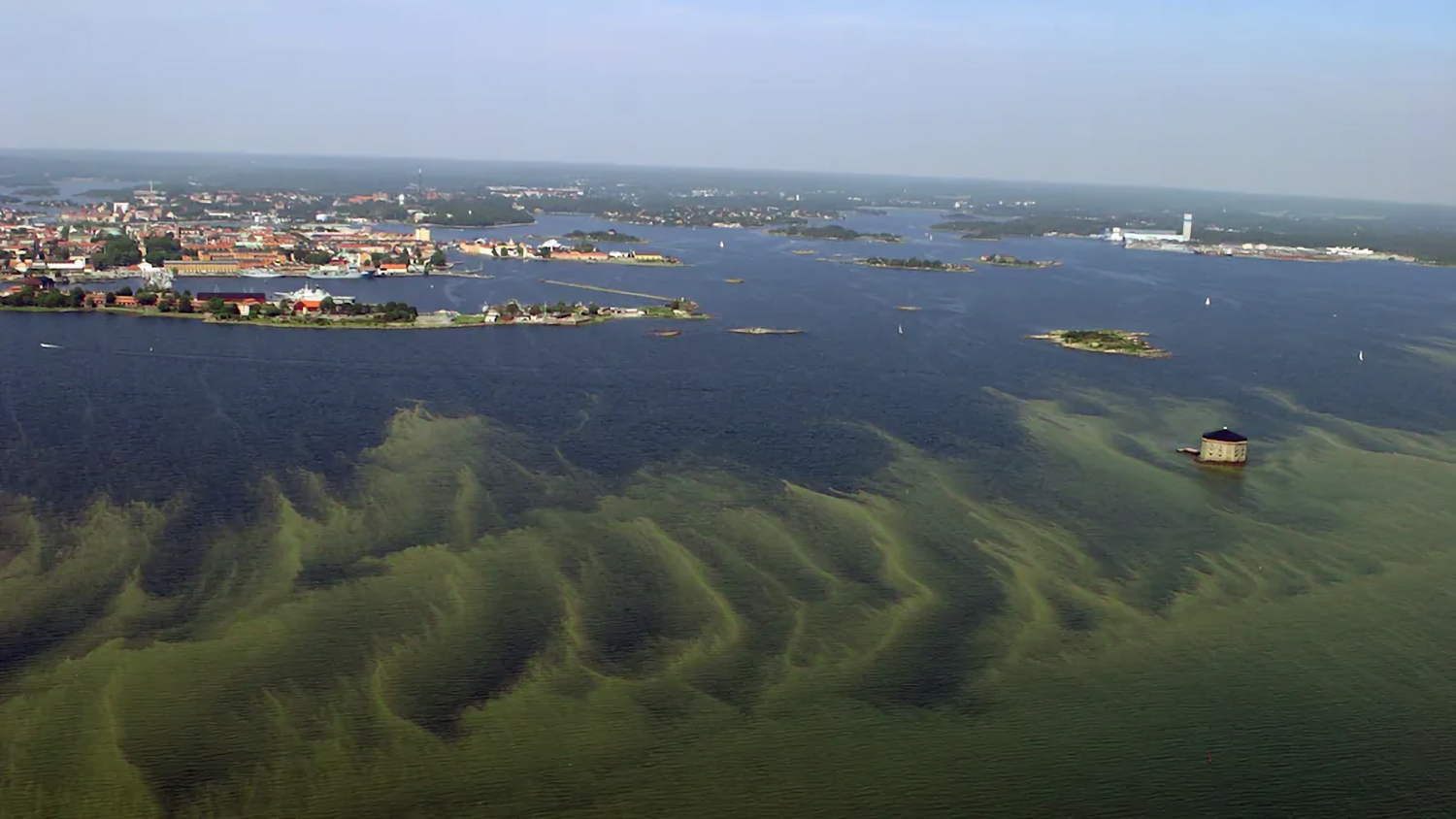 Algblomning_Karlskrona.jpg