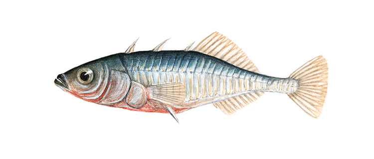 cbi00025_Spigg-750.jpg