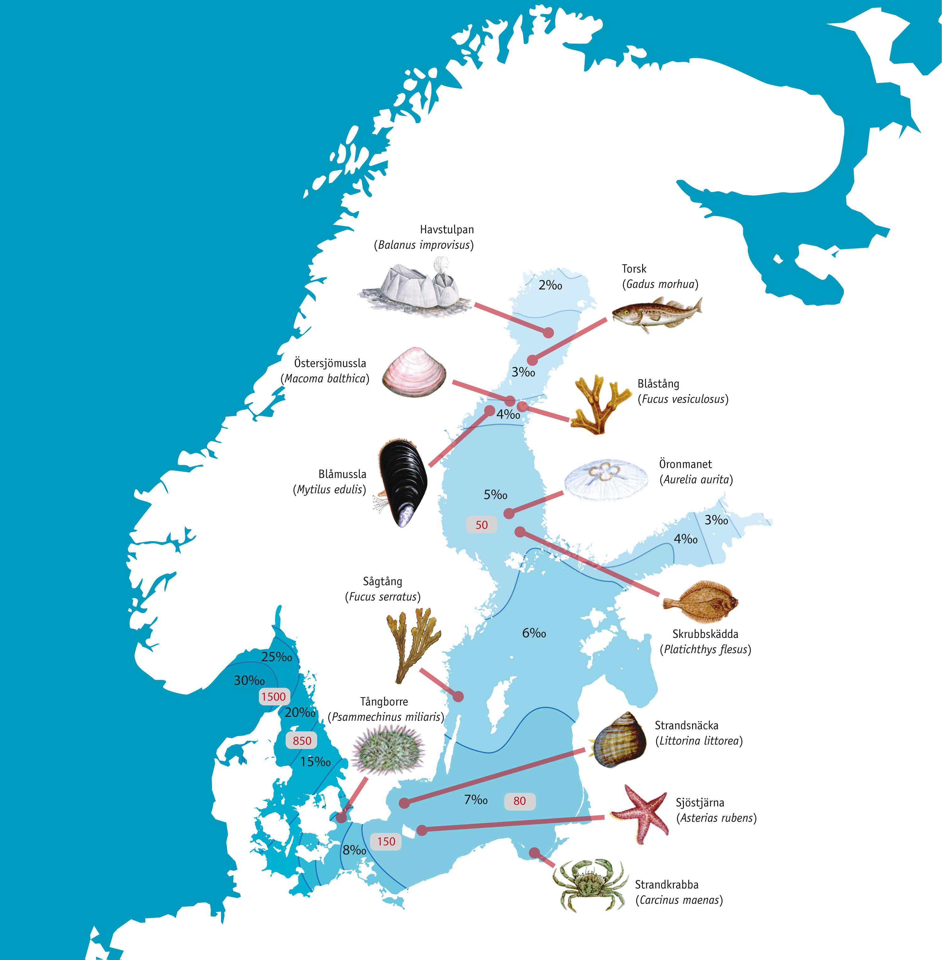 Nysaltvatten.jpg