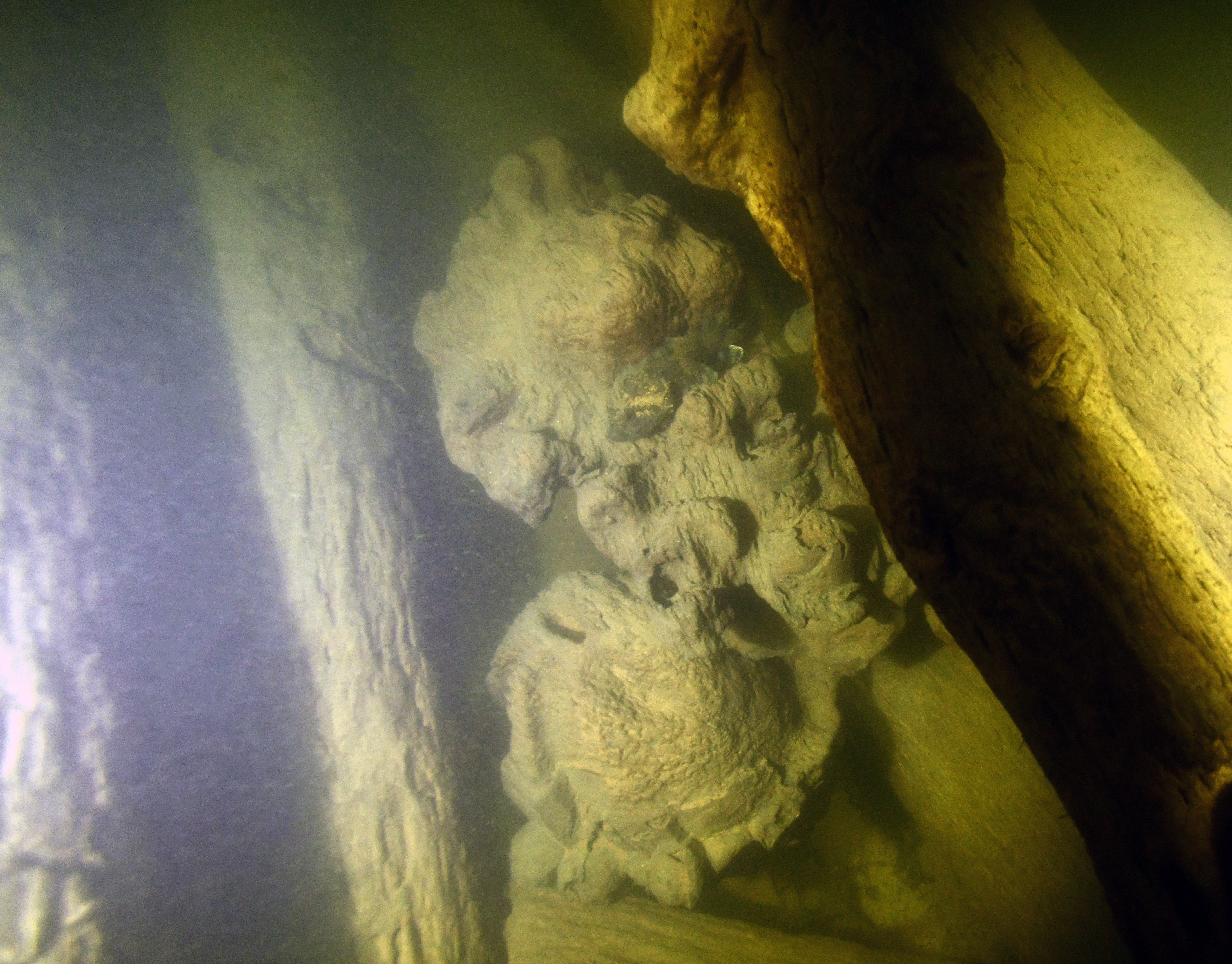 Högra lejonet i riksvapnet med ett eventuellt riksäpple