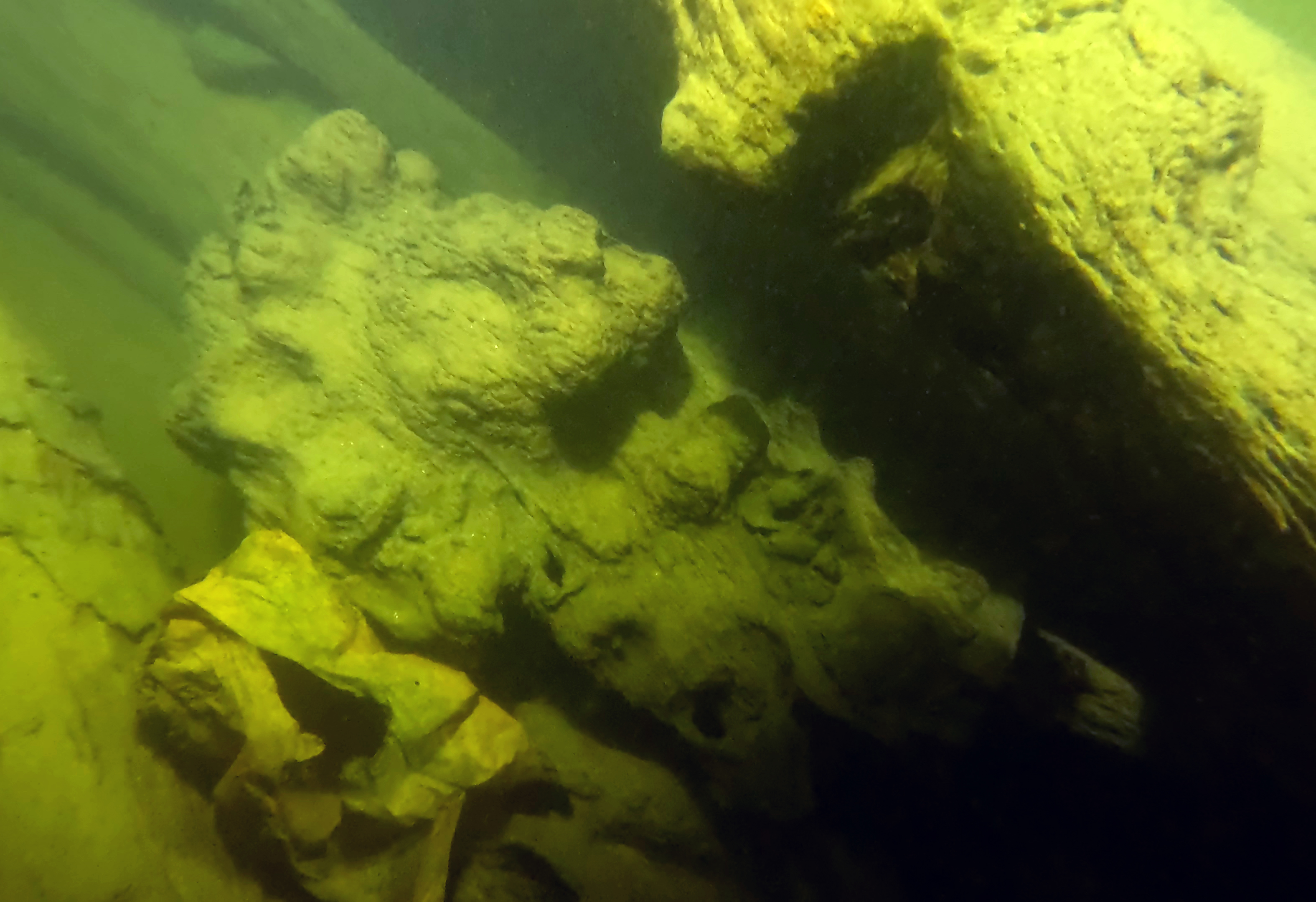 The right lion of the Swedish national coat of arms