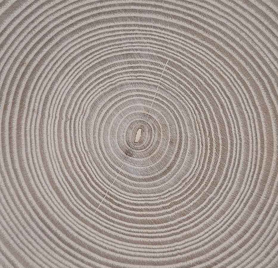 Trä, årsringar. Foto: Susanna Allesson-Nyberg, Vrak/SMMTF