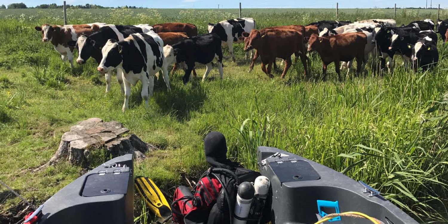 Dykare i strandkant framför hage med flera kor.