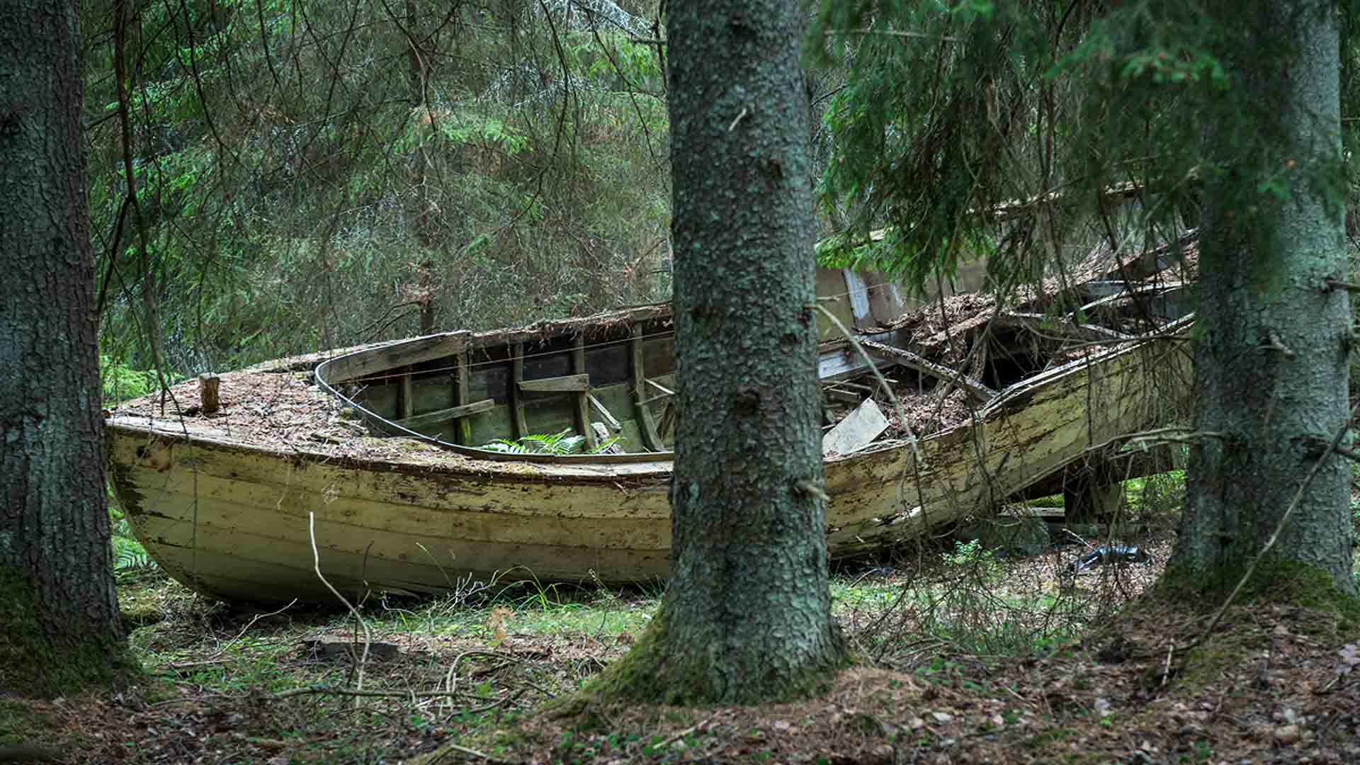 En risig eka ligger på land i skogen. 