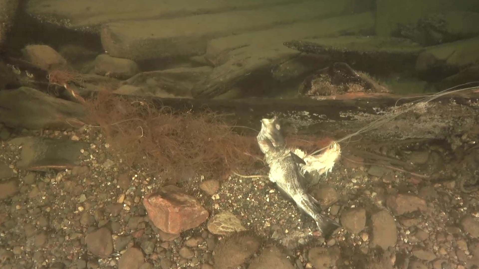 En död fisk fångad i ett fiskenät i vattnet. 