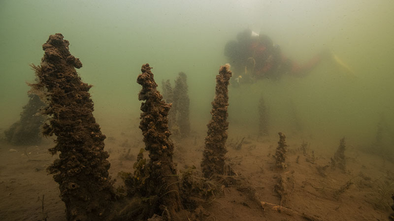 Undervattensfoto i grumligt vatten visar dykare och träpålar övervuxna med vattenväxter som sticker upp ur bottnen. 